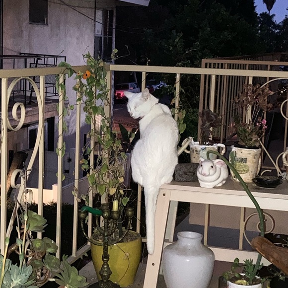 Meet your Posher, Lizzie - Picture 1 of 1